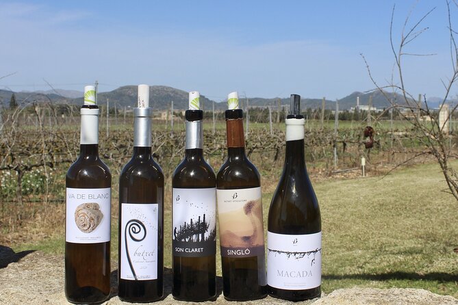 Alcudia Winecellar Tour with Vineyard Visit, Tasting of 5 Wines - Where you’ll go: Bodegas Butxet and the seaside influence