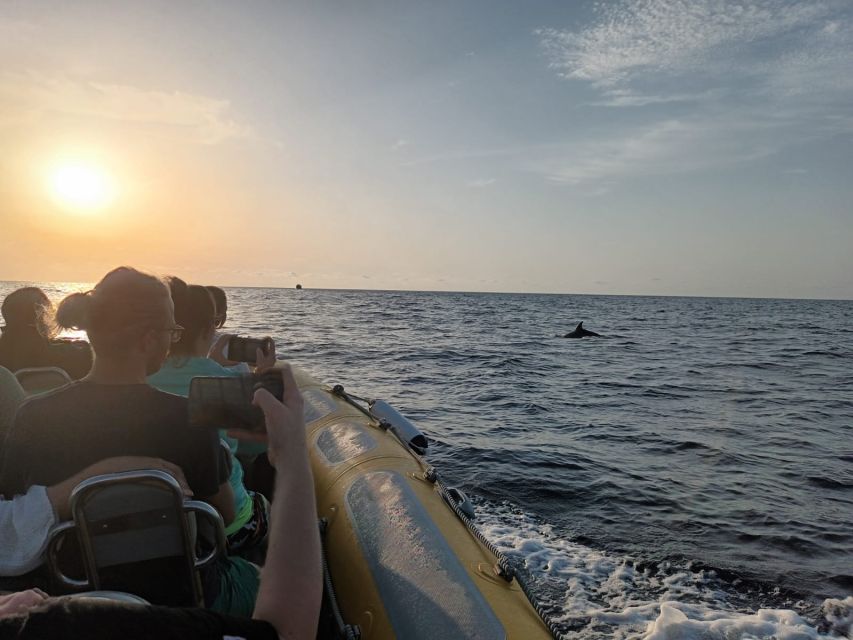 Can Picafort: Dolphin Watching Boat Tour with Swimming - Comfort checklist: bring a jacket, protect your phone, and expect spray