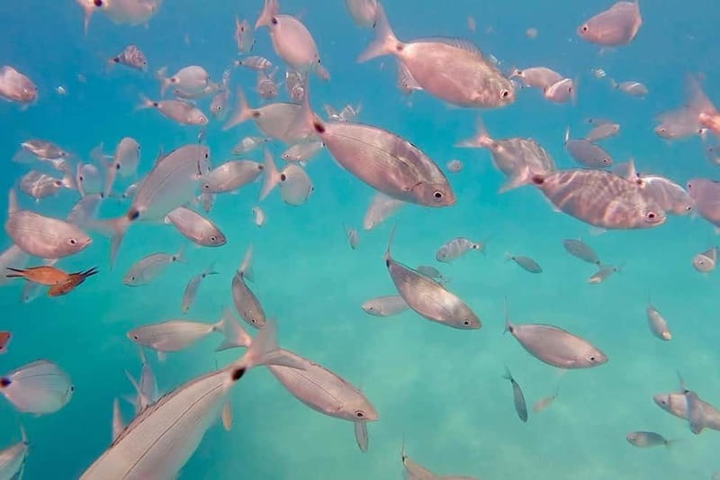 Can Picafort: Private Boattrip - Snorkeling-Beach- Caves - Coll Baix beach: your 90-minute swim and snorkel window