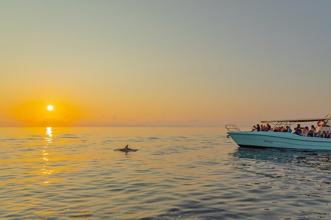 Dolphin watching by boat - Who This Dolphin Boat Trip Suits Best