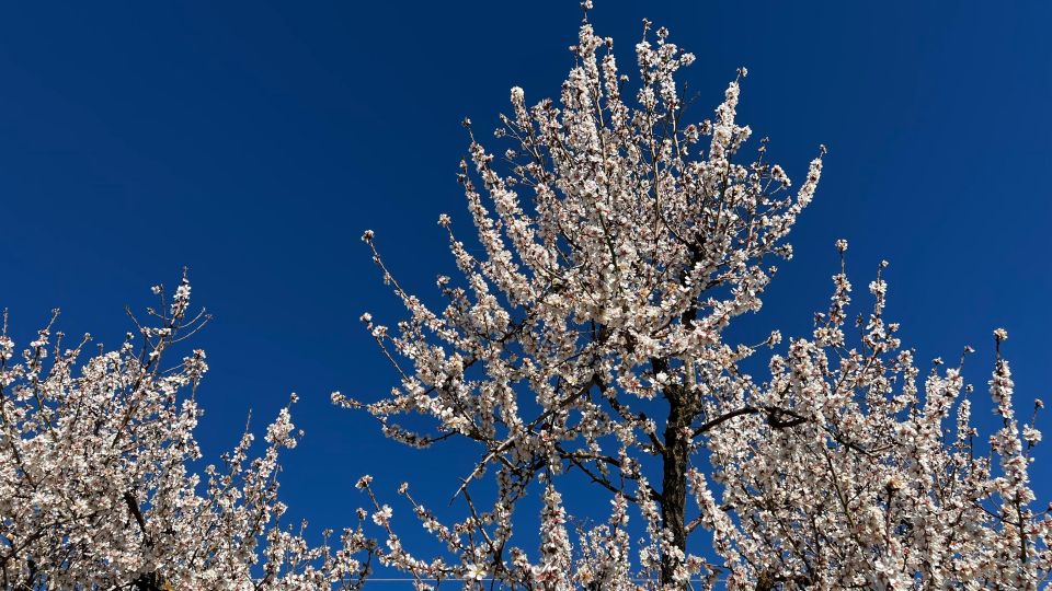 Embrace the enchantment of Mallorca's almond blossom season - A Moorish Country Estate Visit: Where Mallorca’s Past Shows in Stone