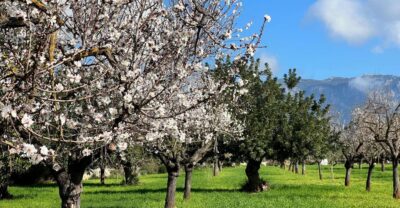Embrace the enchantment of Mallorca's almond blossom season - Palma Pickup and the Tramuntana Foothills Drive