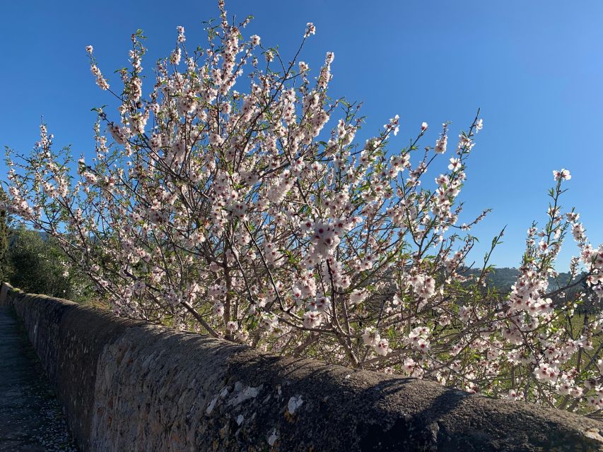 Embrace the enchantment of Mallorca's almond blossom season - Valldemossa Guided Walk: Stories, Saint Catherine, and Chopin
