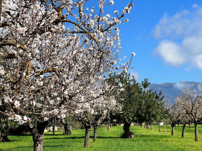 Embrace the enchantment of Mallorca's almond blossom season - Almond Groves Around Esporles: The Blossom Walk