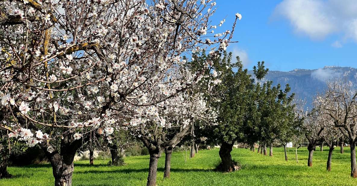Embrace the enchantment of Mallorca's almond blossom season - Palma Pickup and the Tramuntana Foothills Drive