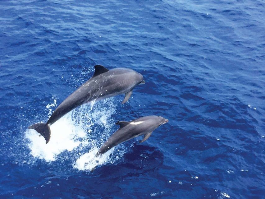 From Palma: 3-Hour Morning Dolphin Watching Boat Tour - Getting to the Boat: Transfer vs. La Lonja Jetty