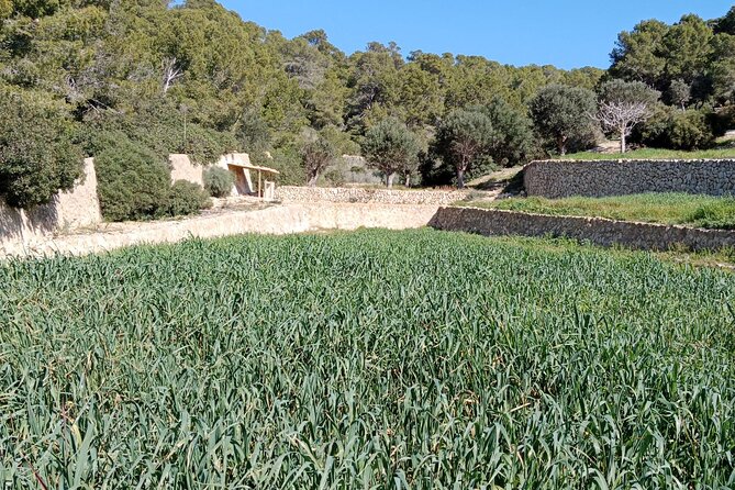 Guided Kayak & Hike from Sant Elm to Sa Dragonera - Paddle from Sant Elm to Sa Dragonera National Park