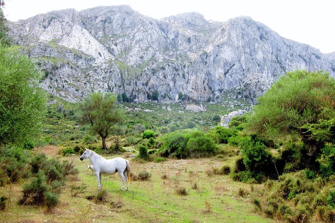 Hiking Private Tour in Pollensa - Private hiking from Pollença: why this feels worth it