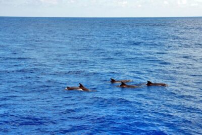 Mallorca: 3-Hour Afternoon Dolphin Watching Boat Tour - Glass-bottom windows and the best spots for dolphin sightings