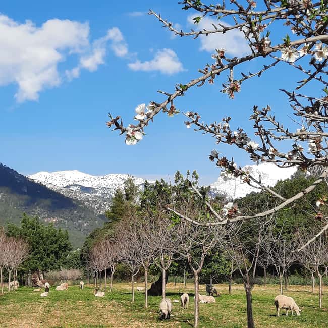 Mallorca: Almond Blossom Minivan Tour with tasting - GERMAN - First Impressions: A Mallorca Day That’s Not About Beaches