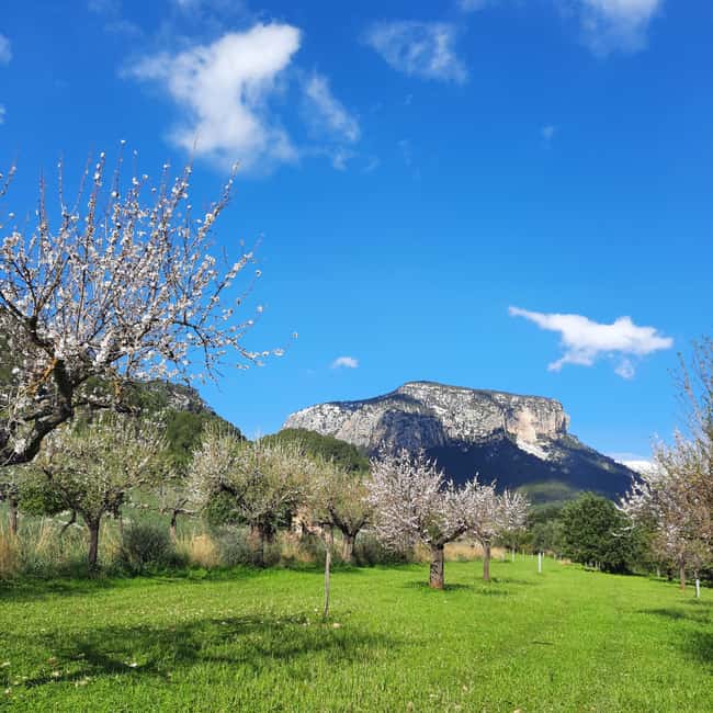 Mallorca: Almond Blossom Minivan Tour with tasting - GERMAN - How the Minivan Pickup Really Works (And Why It Matters)