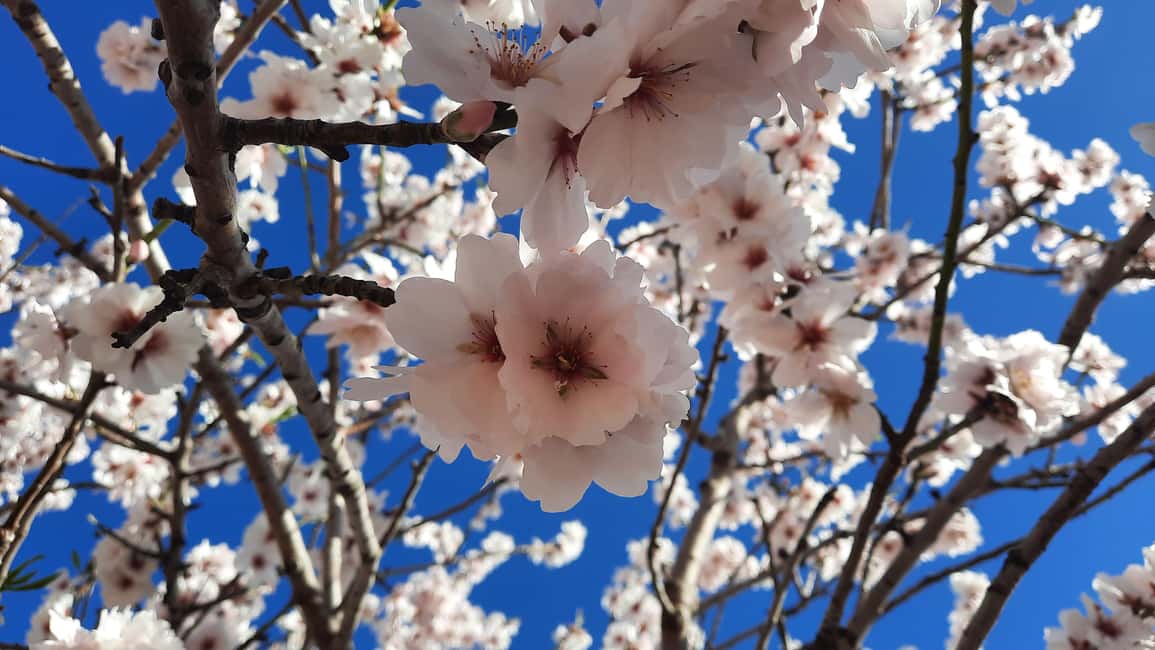 Mallorca: Almond Blossom Minivan Tour with tasting - GERMAN - The Short Walk and Why Dry-Stone Walls Are More Than Background