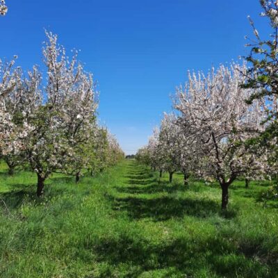 Mallorca: Almond Blossom Minivan Tour with tasting - GERMAN - Scenic Drives and Photo Stops: Where the Timing Shows