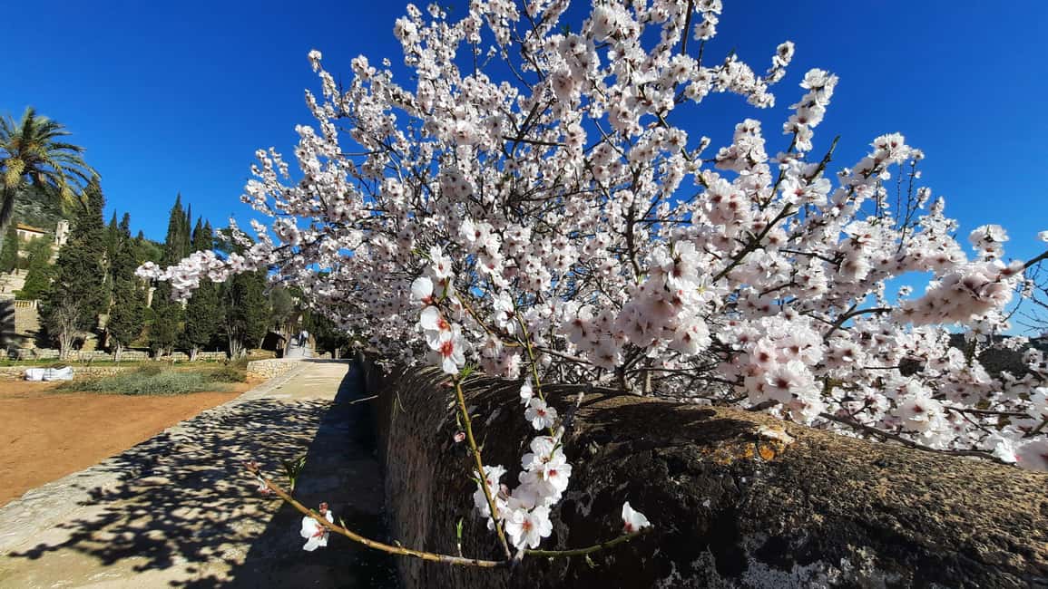 Mallorca: Almond Blossom Minivan Tour with tasting - GERMAN - The Village Bar Tasting: Gató and Almond Coffee in Context