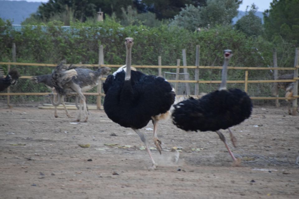 Mallorca: Artestruz - Ostrich Farm Ticket Entrance - Key highlights you should care about