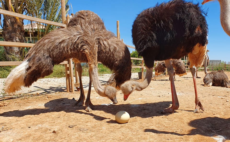 Mallorca: Artestruz - Ostrich Farm Ticket Entrance - Ostriches Up Close at Artestruz: What You’re Really Buying