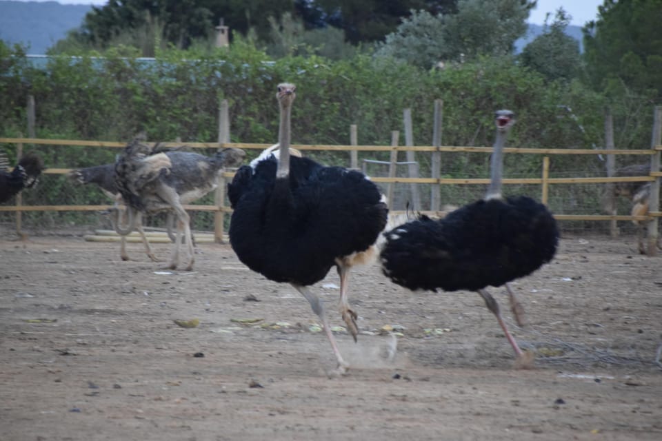 Mallorca: Artestruz - Ostrich Farm Ticket Entrance - The Rest of the Farm Visit: Go at Your Own Pace