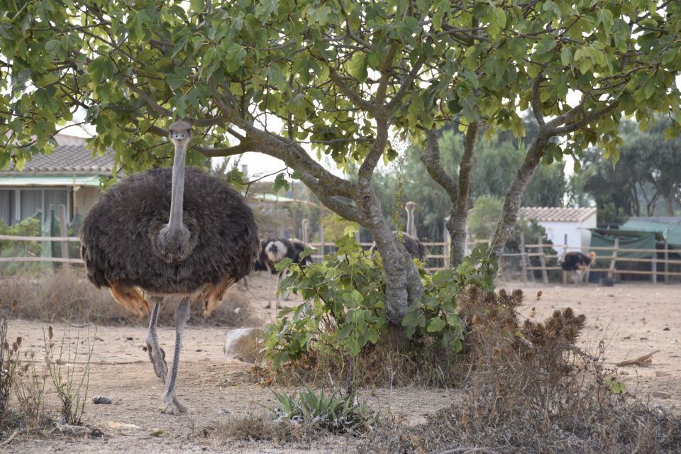 Mallorca: Artestruz - Ostrich Farm Ticket Entrance - Price and Value: How a $20 Ticket Makes Sense (or Doesn’t)