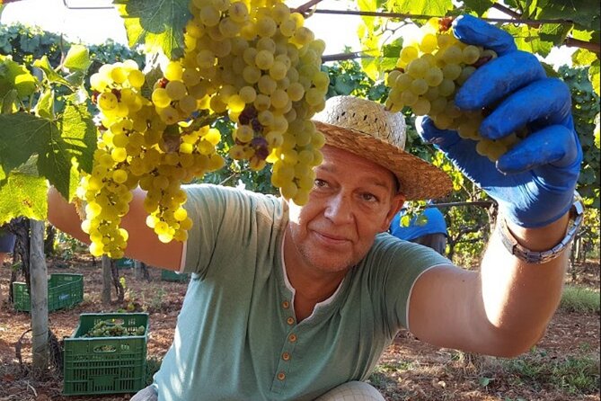 Mallorca Bodega & Olive Minibus Tour incl. Pick-up South Coast - Key things that make this tour worth your time