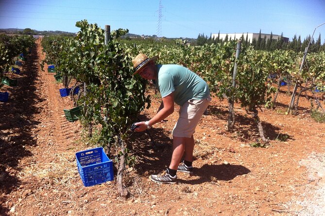 Mallorca Bodega & Olive Minibus Tour incl. Pick-up South Coast - South-Coast Pick-Up and a Max-8 Minibus Day