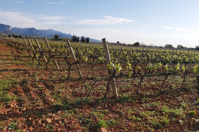 Mallorca Bodega & Olive Minibus Tour incl. Pick-up South Coast - Wine and olive oil tasting: what to watch for during the 3–4 wines