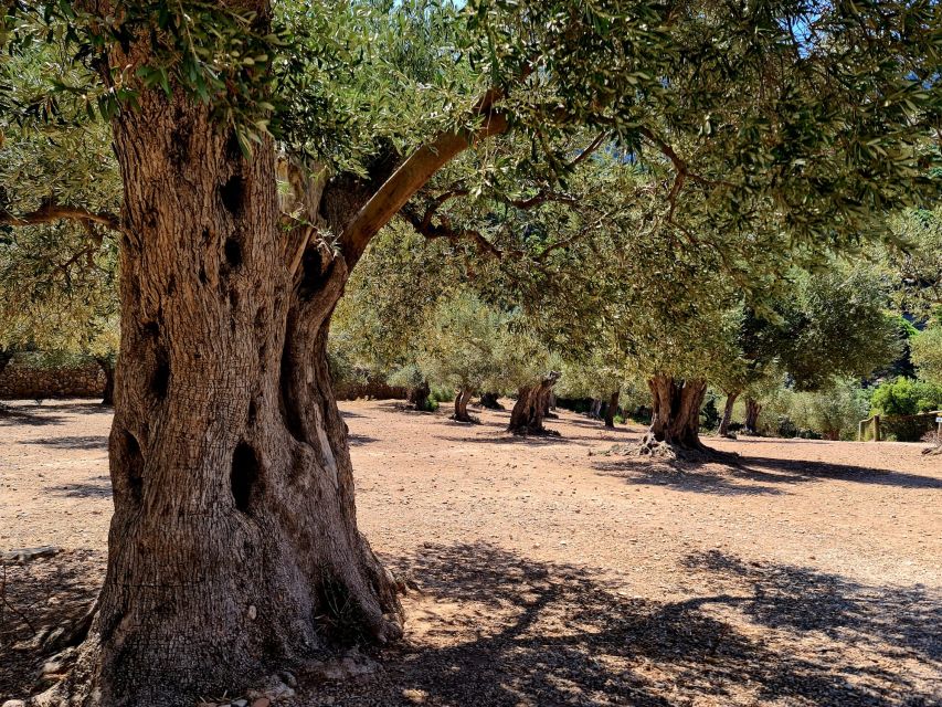 Mallorca: Day Trip to Hidden Gems of Tramuntana with Lunch - Valldemossa Hermitage: a 10-minute walk to big panoramas