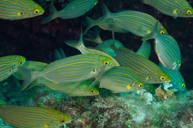 Mallorca: Discover Scuba Diving from the beach - Training First: Short Theory and Shallow-Water Skills