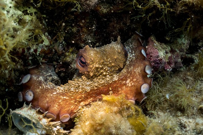 Mallorca: Discover Scuba Diving from the beach - The Underwater Moment from the Beach: 2–3 Meters Close-Up