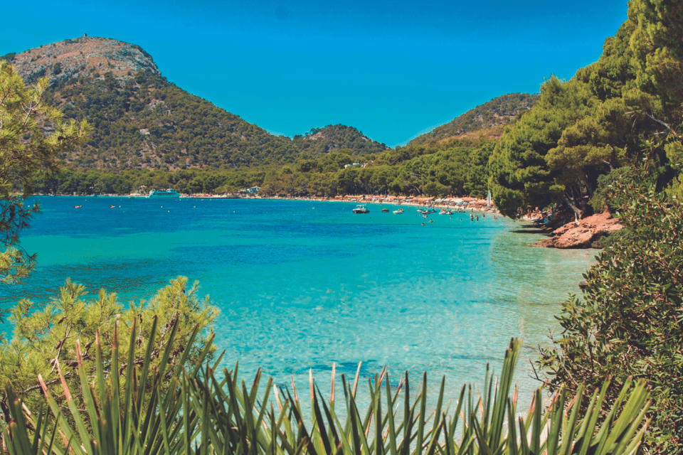 Mallorca: Instafamous Tour of Palma and North coast - Lunch and Tastings in the Mountains: Wine or Olive, Plus Food