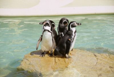 Mallorca: Marineland Tickets with Transfers from the North - The Dolphin Show Skip-the-Line: Your Best Time-Saver