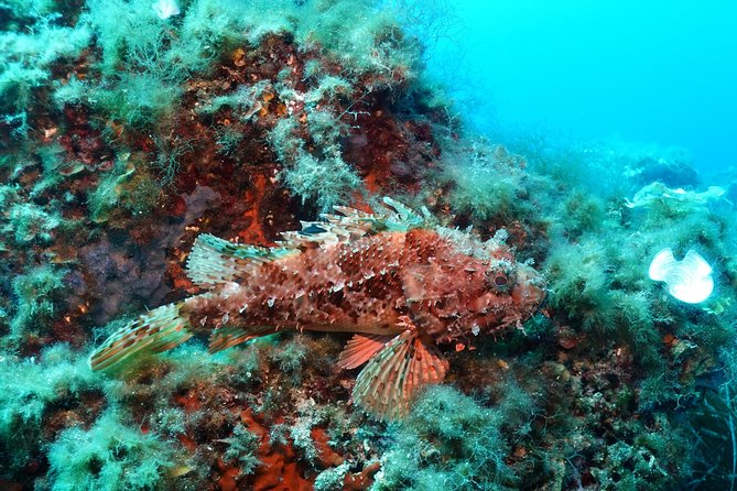 Mallorca: Open Water Diver Course - Mallorca’s Water Through New Eyes: What “Open Water” Really Adds