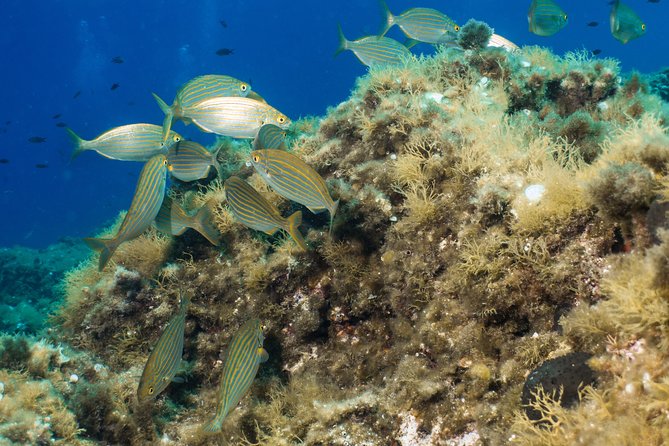 Mallorca: Open Water Diver Course - Where You Meet in Puerto Portals (And Why Location Matters)