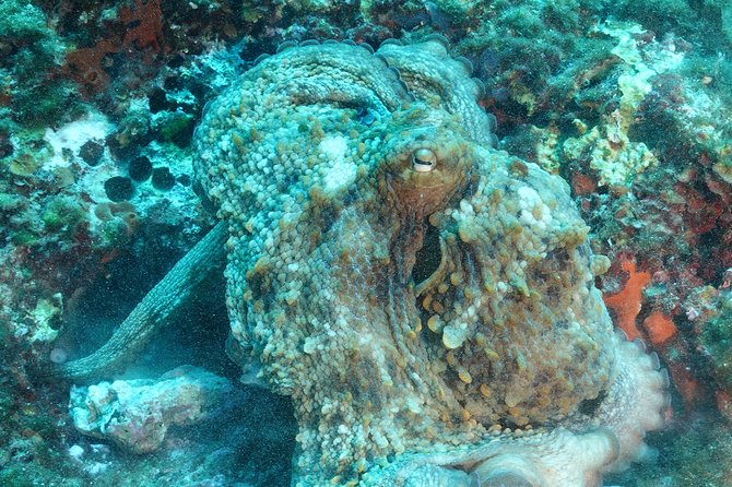 Mallorca: Open Water Diver Course - Price and Value: Why $718.96 Can Be Reasonable Here