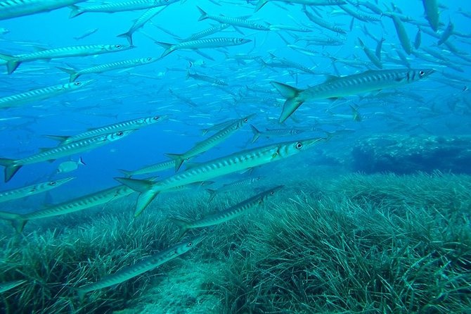 Mallorca: Open Water Diver Course - Who This Course Fits Best (And Who Should Think Twice)