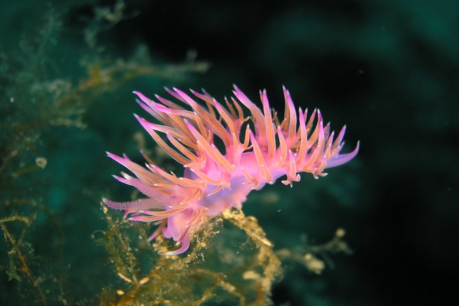 Mallorca: Open Water Diver Course - What You Learn Underwater: Skills That Actually Transfer