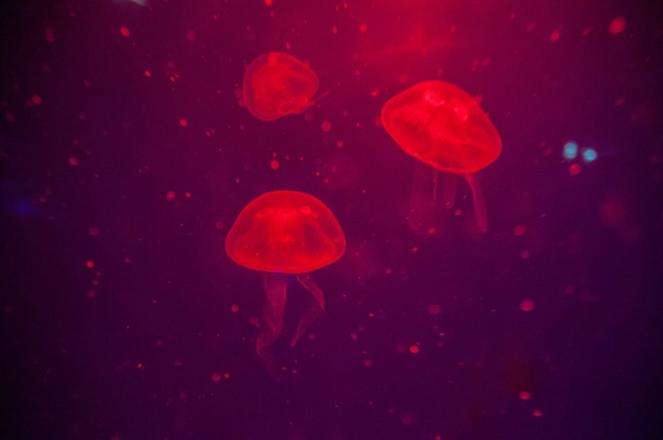 Mallorca: Palma Aquarium Tickets with Transfer - Rooftop garden breaks and the 50-meter beach advantage
