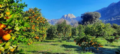 Mallorca: West Coast & Orange Valley Minbustour GERMAN GUIDE - Sóller and the Orange Valley: Where the Tasting Makes Sense