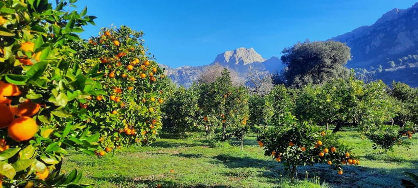 Mallorca: West Coast & Orange Valley Minbustour GERMAN GUIDE - Sóller and the Orange Valley: Where the Tasting Makes Sense
