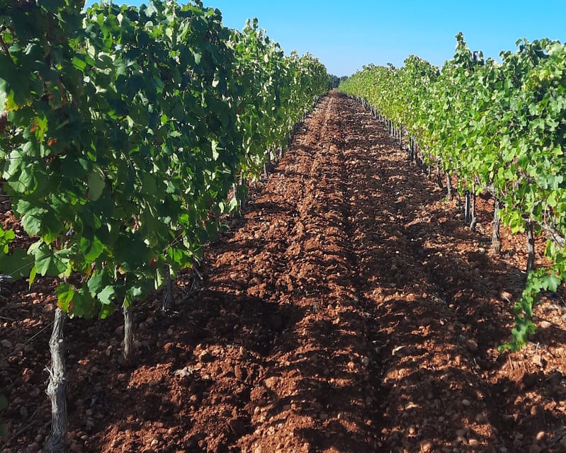 Mallorca: Wine Cellar Tour XL - 3 Wine Tastings incl. GERMAN - How the VINOSENZ XL day flows: pickup, minibus, and timing
