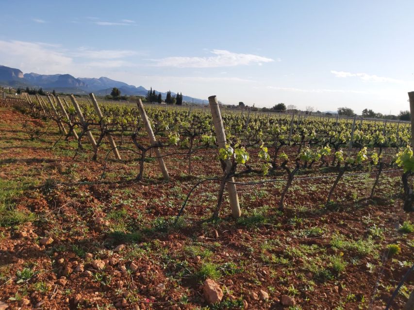 Mallorca: Wine Cellar Tour XL - 3 Wine Tastings incl. GERMAN - Practical tips so you enjoy every stop