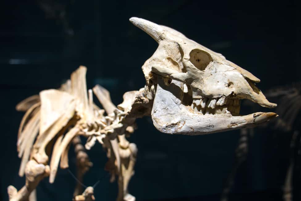 MUCBO | Jardí Botànic de Sóller - Balearic Museum of Natural Sciences - How to plan your one-day visit (and avoid the most common traps)