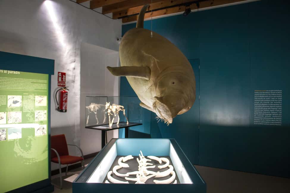 MUCBO | Jardí Botànic de Sóller - Balearic Museum of Natural Sciences - Who should book MUCBO, and who might not love it