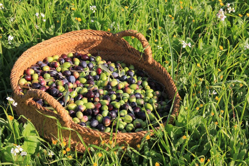 Olive plant and mill visit and tasting - Key points worth knowing before you go