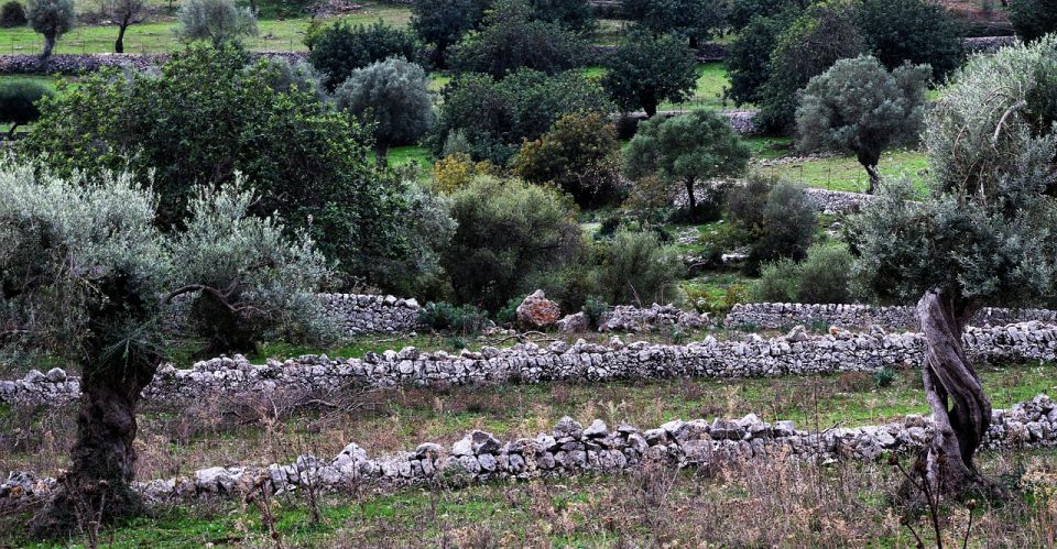 Olive plant and mill visit and tasting - The Extra Virgin Moment: Learning to Recognize Quality
