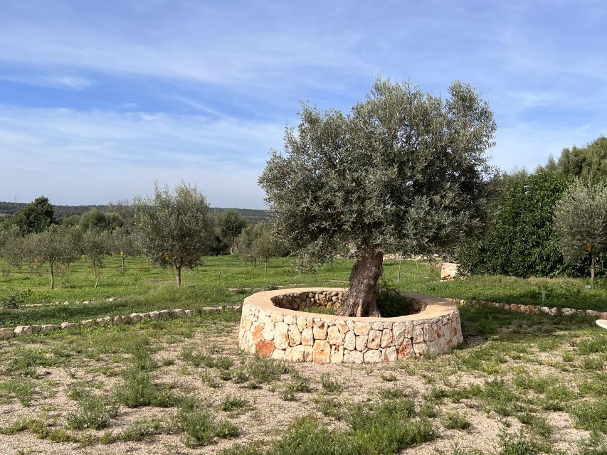 Olive plant and mill visit and tasting - Should You Book This Olive Estate and Tasting?