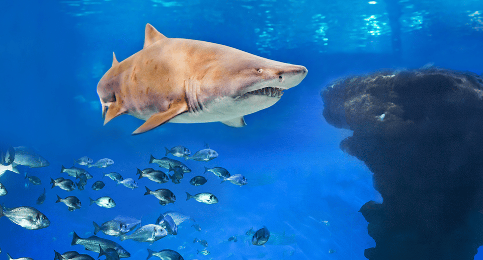 Palma de Mallorca: Shark Dive at Palma Aquarium - Key things that make this shark tank session work