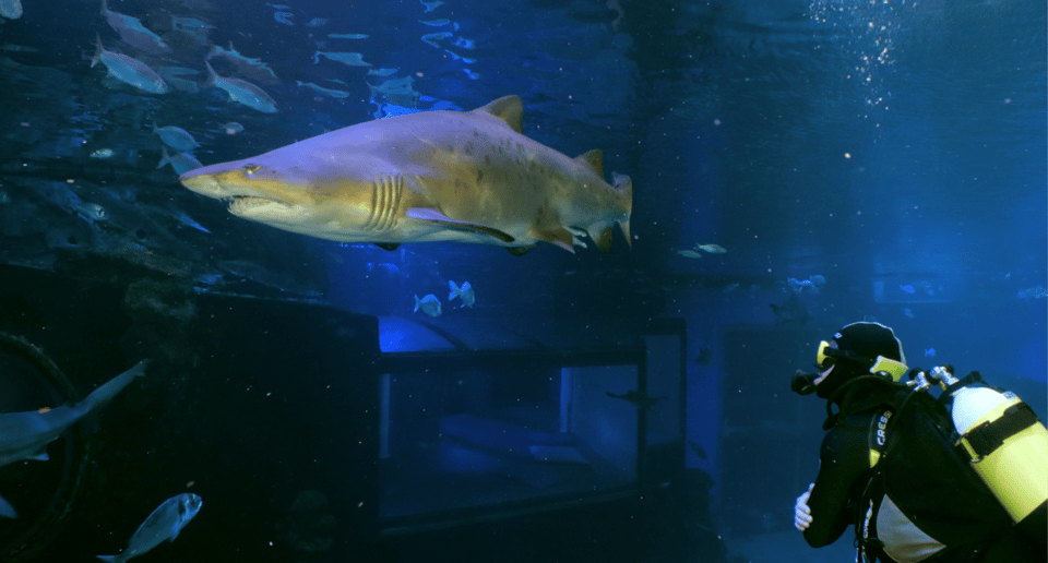 Palma de Mallorca: Shark Dive at Palma Aquarium - Big Blue Tank at Palma Aquarium: what you’re really paying for