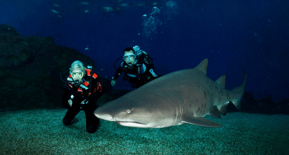 Palma de Mallorca: Shark Dive at Palma Aquarium - License vs no license: depth limits and what they mean