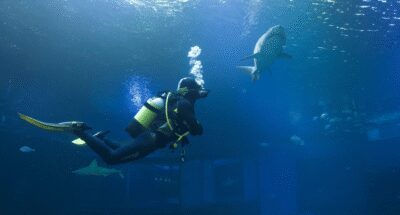 Palma de Mallorca: Shark Dive at Palma Aquarium - The in-water plan: briefing, gear, and your timed session