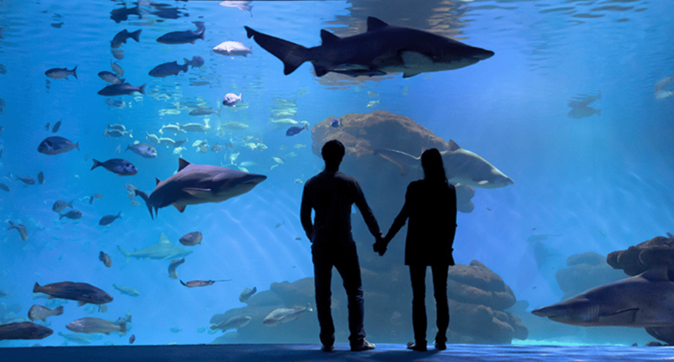 Palma de Mallorca: Shark Dive at Palma Aquarium - What you’ll see underwater: sharks, rays, and the tank’s ecosystem